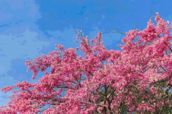 广州天人山水大地艺术园在哪里 怎么去 广州天人山水大地艺术园在哪里 怎么去