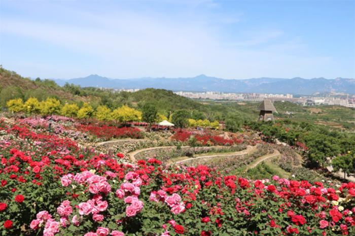 密云春季有哪些踏青赏花的地方