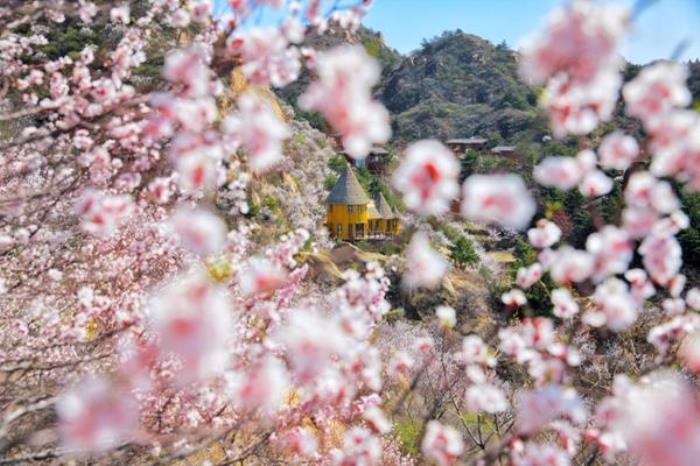 密云春季有哪些踏青赏花的地方