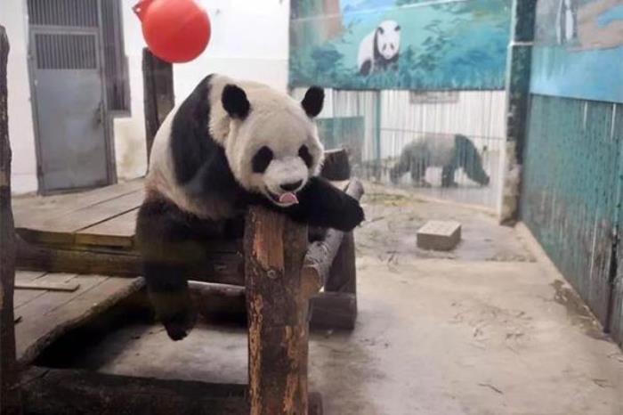 太原哪个动物园有熊猫 太原哪个动物园有熊猫